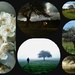 My Blossoms & Me by wenbow