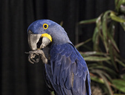26th May 2014 - Hyacinth Macaw 