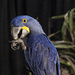 Hyacinth Macaw  by gardencat