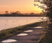 26th May 2014 - Evening at Marsworth reservoir... with midges