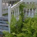 Ferns and steps by congaree