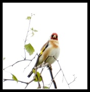 26th May 2014 - Goldfinch