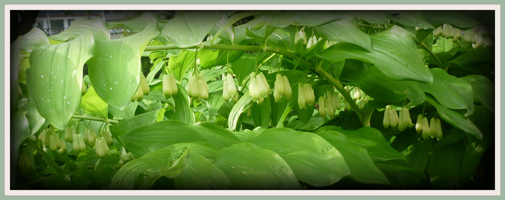 layers of Solomon's seal by sarah19
