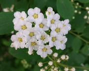22nd May 2014 - White flowers on walk