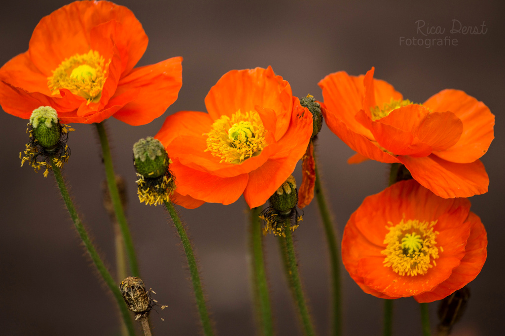 red poppy #26 by ricaa