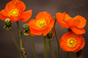 26th May 2014 - red poppy #26