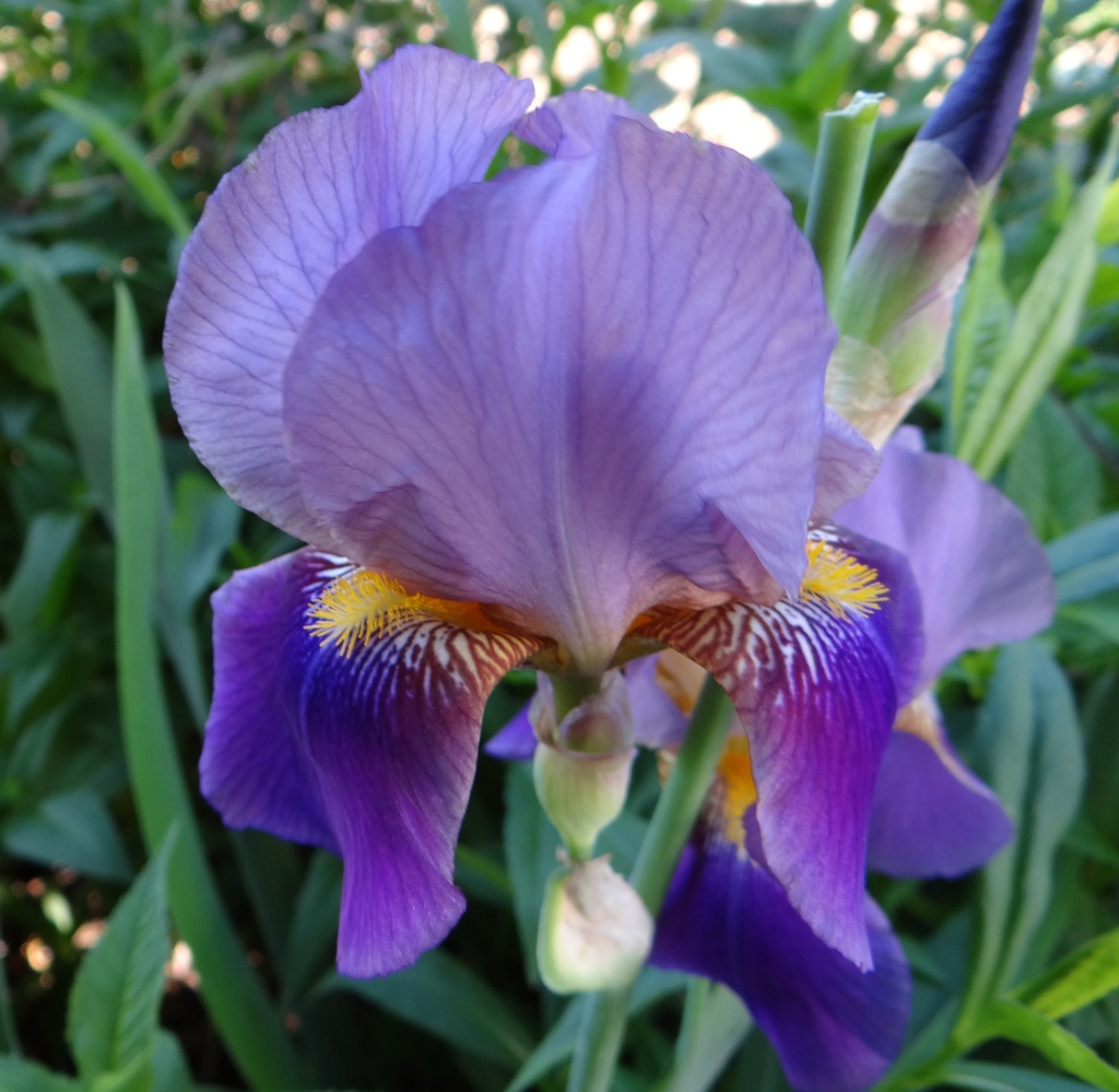 Iris The Iris by brillomick