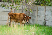26th May 2014 - Young Cow
