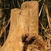 Tree stump by judyc57