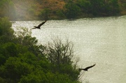 16th May 2014 - Birds over Lake