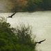 Birds over Lake by judyc57