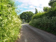 26th May 2014 - A country lane