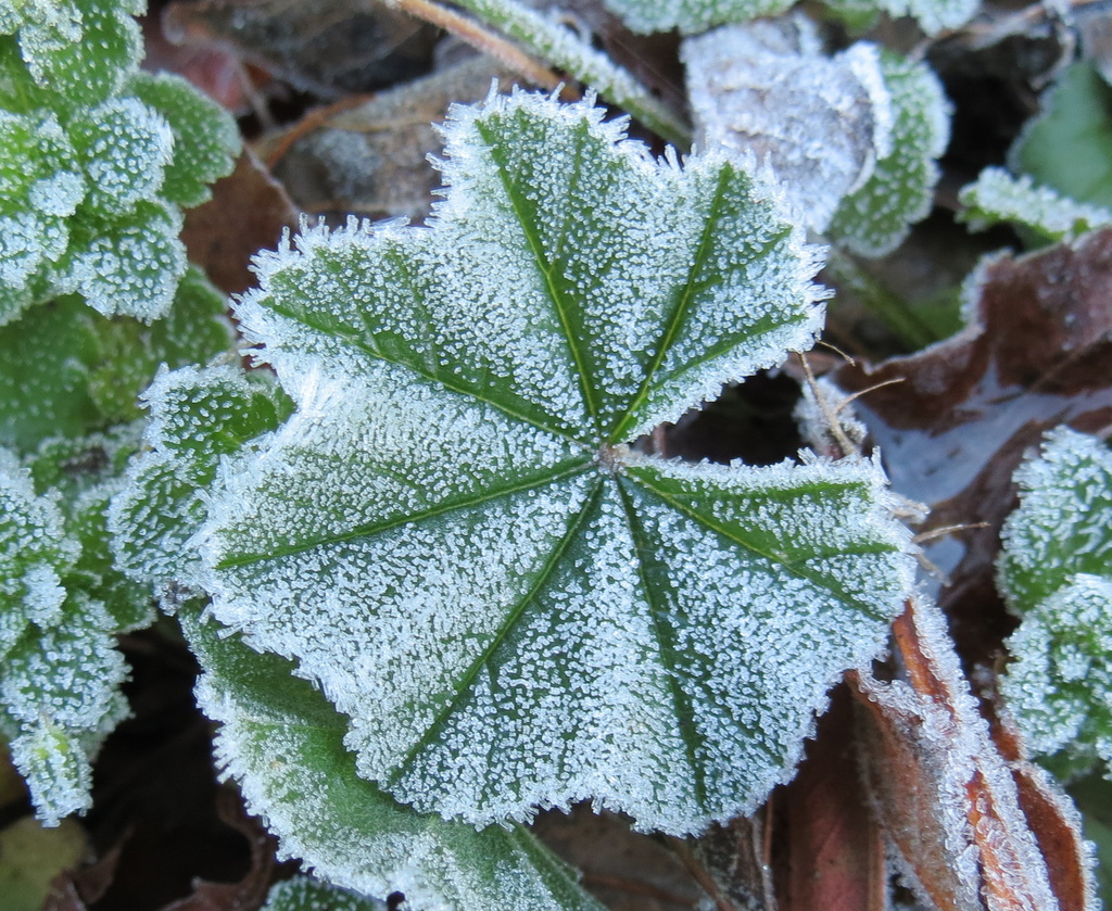 Frosty morning by kiwiflora