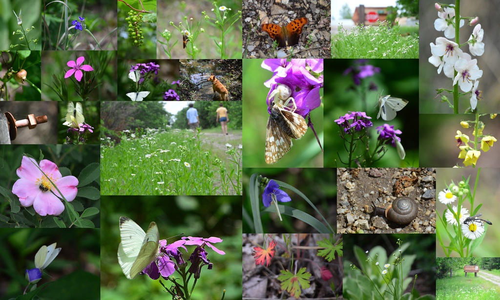 Tiny Wonders on the Flint Hills Nature Trail by kareenking