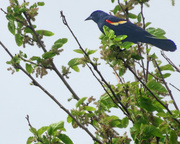 26th May 2014 - Day 356 Red Winged Blackbird in Budding Tree