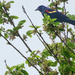 Day 356 Red Winged Blackbird in Budding Tree by rminer