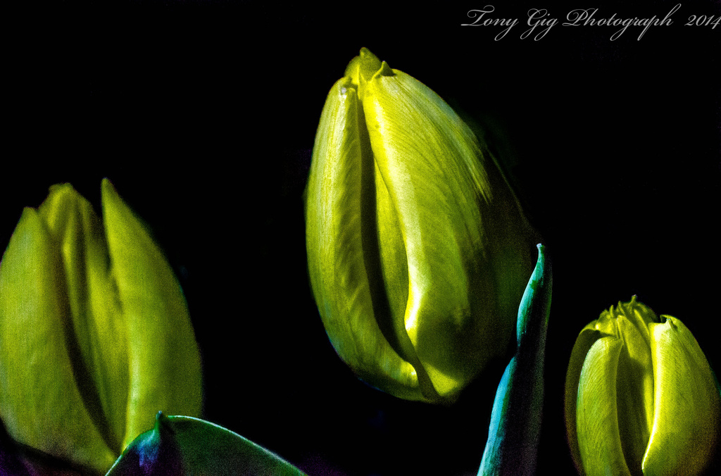 Yellow Tulip by tonygig
