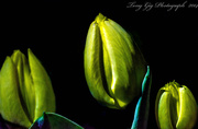 26th May 2014 - Yellow Tulip