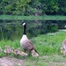 Mother Goose... by cailts