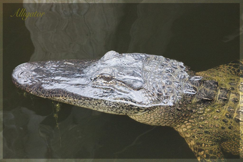 Alligator by jamibann