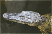 27th May 2014 - Alligator