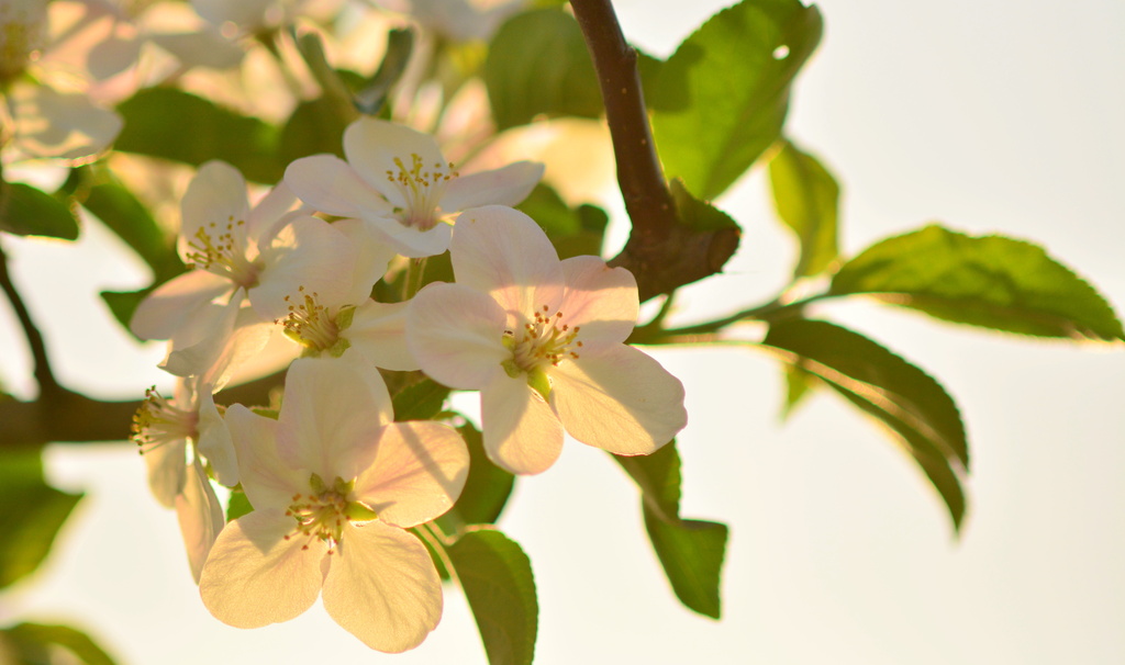 Apple Blossom Time by jayberg