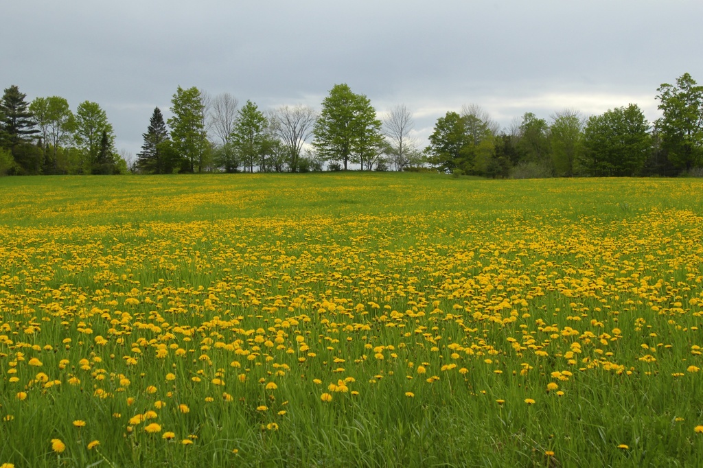 Field of Sunshine on a Cloudy Day by mandyj92