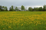 24th May 2014 - Field of Sunshine on a Cloudy Day