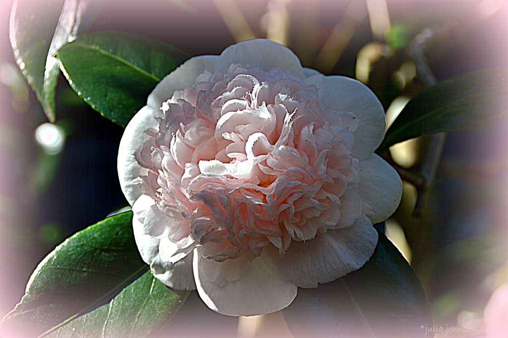 Camellia ... Pink for May... by julzmaioro