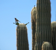 22nd May 2014 - Saguaro Cactus