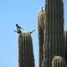 Saguaro Cactus by rosiekerr