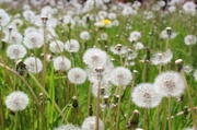 24th May 2014 - Field of wishes!