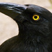 Pied Currawong by onewing