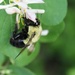 Bee Busy by edorreandresen