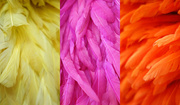 27th May 2014 - Feathers and colors