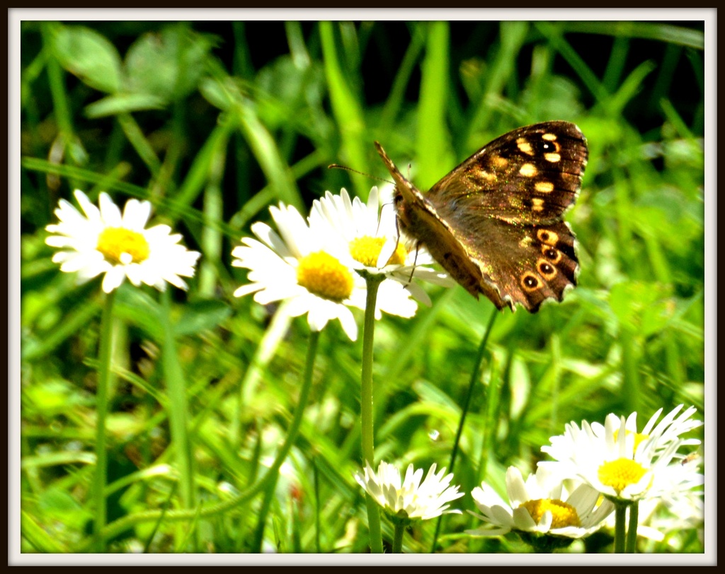 Woodland brown butterfly by rosiekind