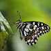Symonds Yat Butterfly Farm ~ 3 by seanoneill
