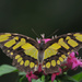 Symonds Yat Butterfly Farm ~ 4 by seanoneill
