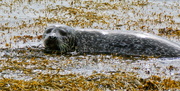 11th May 2014 - SEAWEEDY SHAPINSAY SEAL