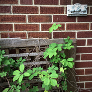 21st May 2014 - The Brick Wall