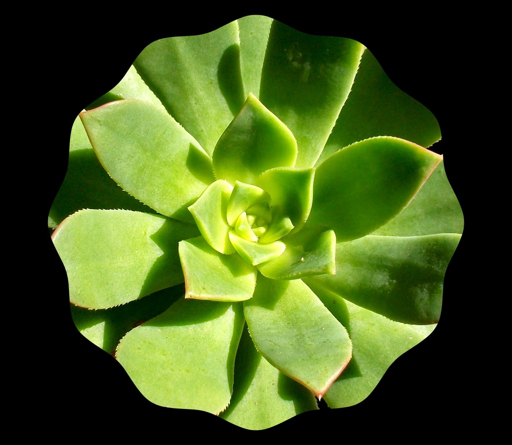 succulent   by cruiser
