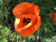 25th May 2014 - Oriental poppy in our garden