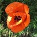 Oriental poppy in our garden by foxes37