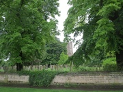 27th May 2014 - View of the church through the lime trees.