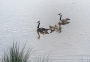 27th May 2014 - Goose Family