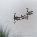 Goose Family by gardencat