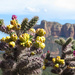 Cactus blooming... by rosiekerr