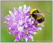 27th May 2014 - Busy Bee