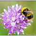 Busy Bee by pcoulson