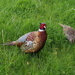 Pheasants by philhendry